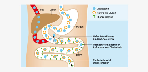 Cholesterin